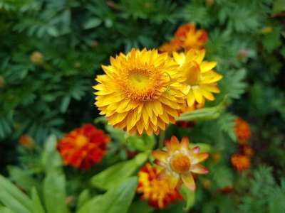 秋花 花草 秋天花园 落花园