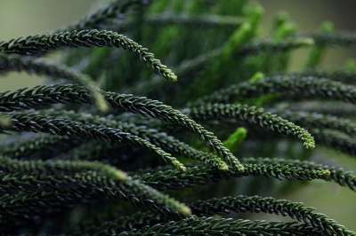 自然 绿色 花草 植物