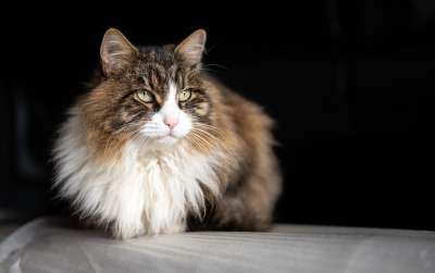 猫 猫科动物 宠物 动物 哺乳动物 猫 猫 猫 猫 猫 宠物