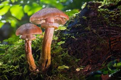 蘑菇 森林蘑菇 木耳 板条 蘑菇采摘 落下 森林