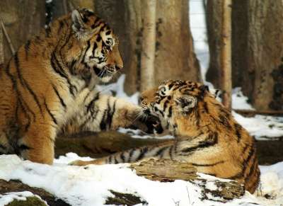 老虎 雪 大猫 幼兽 捕食者 动物 虎爪 Halbwüchsig
