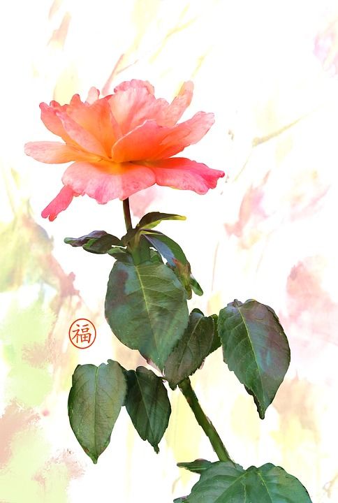 玫瑰 浪漫的 数码油 英国花园 绘画