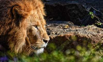狮子 捕食者 危险的 鬃毛 大猫 男性 动物园 野生动物 非洲