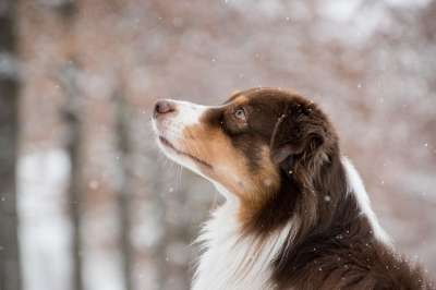 澳大利亚牧羊犬 狗 雪 下雪 宠物 动物 家犬 犬类 哺乳动物