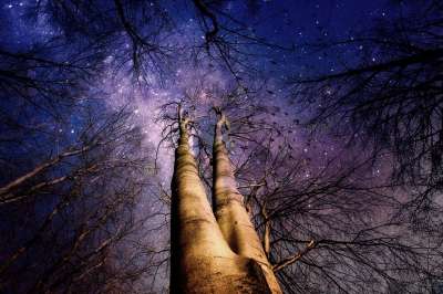 树木 森林 星星 神秘 幻想 黑暗的 令人毛骨悚然 黑暗 夜晚