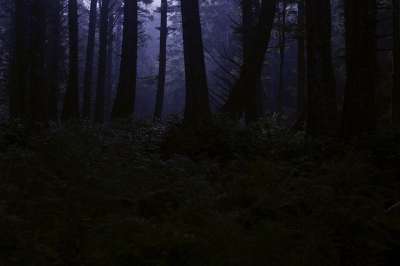 森林 荒野 夜晚 午夜 树木 林地 自然 恐怖 爬行 可怕的