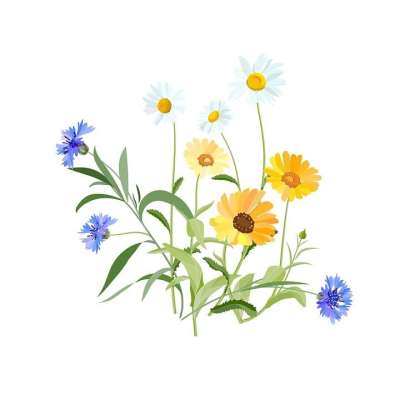 花朵 野花 字段 草地 蓝色 矢车菊蓝 矢车菊 春天 夏天