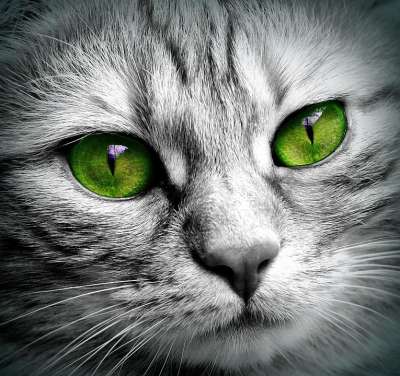 猫 脸 老虎 关闭 眼睛 脸猫 Katzenkopf 家畜 小猫