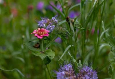 百日草 Phacelia 花草地上 草 植物 花园 植物区系 性质