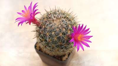 仙人掌 盛开 工厂 多汁的 乳杆菌 花 开花 植物群 自然