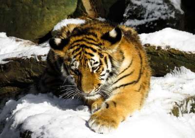 老虎 小老虎 大猫 幼兽 纽伦堡 荒野 冬天 寒冷的 年轻的老虎