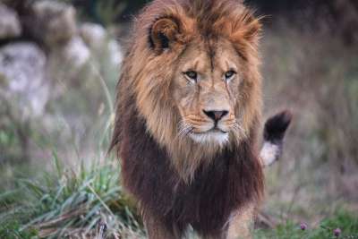 狮子 野猫 雄伟 食肉动物 鬃毛 非洲 捕食者 哺乳动物