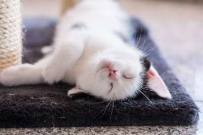 小猫 猫宝宝 年轻的猫 猫 偎 可爱的 动物 猫家族 幼兽
