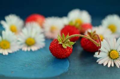 草莓 野草莓 雏菊 静物 关闭 可爱的 水果 浆果 红色的