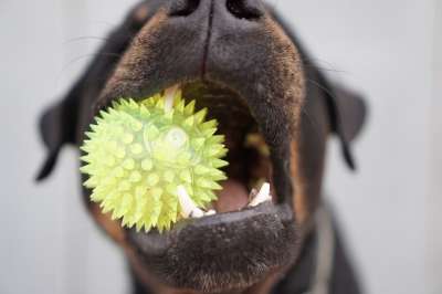 狗 罗威纳犬 玩具 球 特写 牙齿