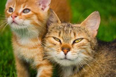 小猫 猫 宠物 猫科动物 动物 毛皮 基蒂 胡须 国内的