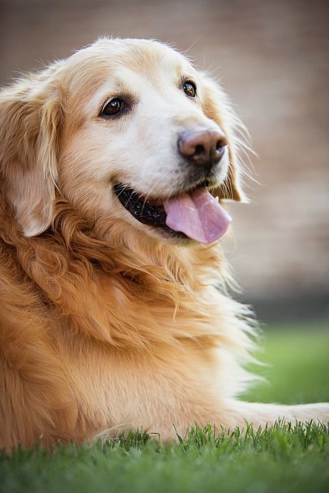 金Retiver 狗 快乐的狗 狗玩 Juesgos 小狗 金毛猎犬