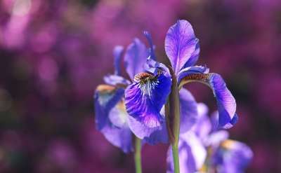 虹膜 花朵 蓝色花朵 花瓣 蓝色的花瓣 花园 开花 盛开 植物