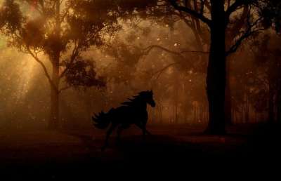 森林 树木 夜晚 马 驰骋 童话 幻想