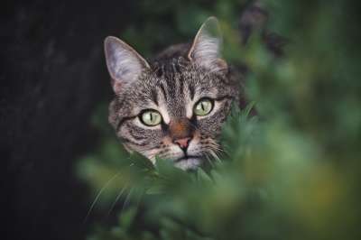 猫 虎斑猫 宠物 猫科动物 动物 树叶 头 毛皮 基蒂 国内的