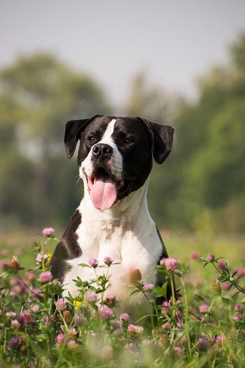 狗 宠物 犬类 动物 毛皮 鼻子 哺乳动物 狗肖像 动物世界