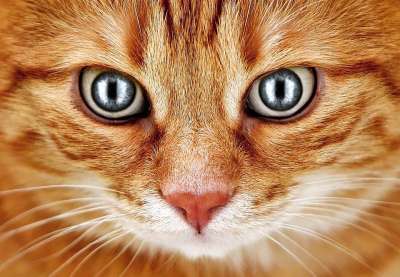 坏的外观 猫 红色的 鲭鱼 眼睛 乐趣 家畜 家猫 动物