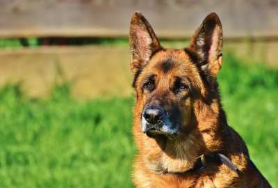 牧羊犬 看门狗 狗 家畜 细心 鼻子 狗的头 动物 友谊 朋友