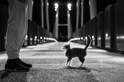 猫 小猫 街道 猫科动物 哺乳动物 动物 宠物 基蒂 可爱的