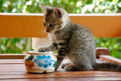 猫 小猫 猫宝宝 可爱的 家畜 家猫 动物 宿醉 幼兽