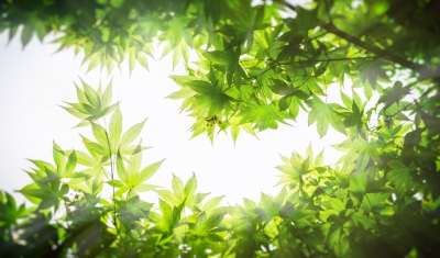 枫树 树 叶子 树枝 质地 模式 大自然 绿色 联盟的州 植物