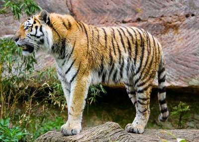 动物 老虎 大猫 Amurtiger 猫 捕食者 危险的