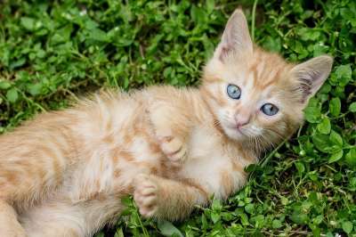 虎斑猫 红猫 姜小猫 年轻 救援 庇护所 通过 可爱的 动物