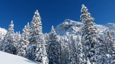 赛跑者头 冬天 穷乡僻壤Skiiing 雪景 树木 山 天堂