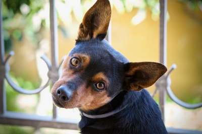 狗 年轻的狗 枪口的狗 可爱的 户外活动 快乐的 Pinscher