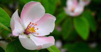 春天 雌蕊 木材 花 苹果花 阿尔玛法 苹果花 苹果花 苹果花