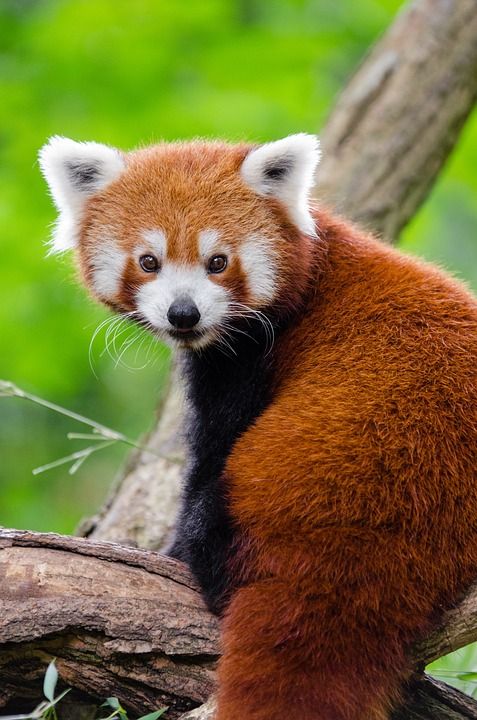 小熊猫 动物 可爱的 毛茸茸的 户外 野生动物 肖像 动物世界