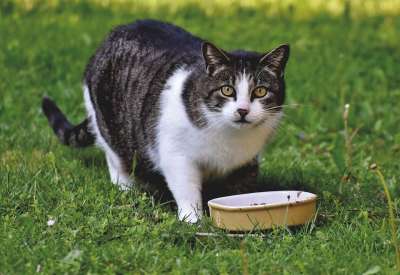 宿醉 猫 家猫 小猫 猫眼 动物 吃下去