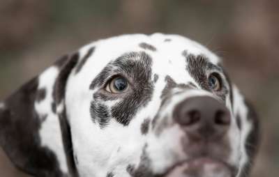 动物 狗 达尔马提亚 哺乳动物 品种 犬类 宠物 特写