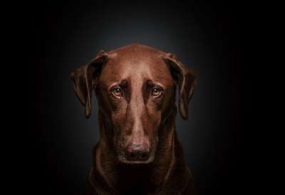 狗 犬类 脸 国内的 看 宠物 动物 肖像 狗 动物 动物