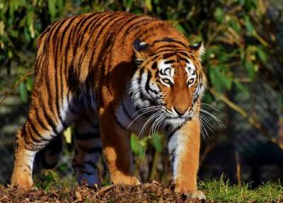 老虎 大猫 捕食者 野猫 危险的 高贵 大华 野生动物 动物园