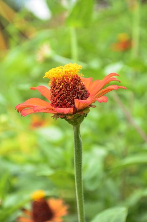 花 营 自然 草 活动 金盏花 橙花 花草 橙色和红色的花