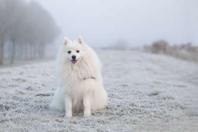 狗 宠物 雪 动物 Keeshond 毛茸茸的 家犬 犬类