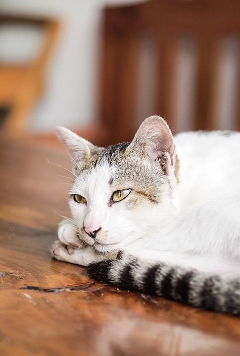 猫 宠物 动物 国内的猫 猫科动物 哺乳动物 可爱的 肖像