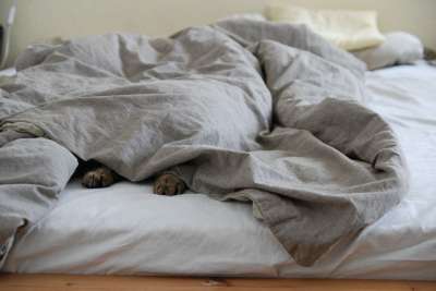 床 棉被 猫爪 猫 羽绒被 隐藏 自在 宠物 动物 轻松