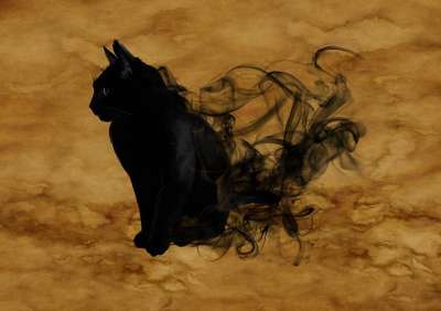 猫 超现实的 轮廓 神秘 魔术