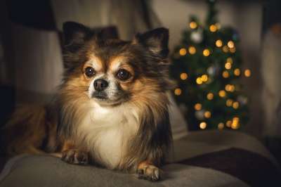 奇瓦瓦州 狗 宠物 犬类 动物 说谎 毛皮 鼻子 哺乳动物