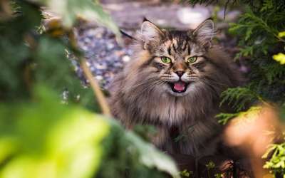 西伯利亚的猫 猫 宠物 猫科动物 动物 毛皮 基蒂 户外 国内的