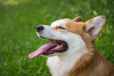 狗 宠物 柯基犬 动物 犬类 彭布罗克威尔士柯基 家犬 可爱的