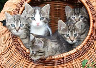 猫 篮子里的小猫 婴儿 动物 小猫 篮子 蓝眼睛