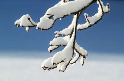 分支 冬天 雪 科 冬季魔法 雪魔 白色的 下雪的 寒冷的 树